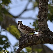Lark Sparrow, Neals Lodge, Concan, Texas